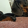 Chaignon a rejoint le concours — aidez-le/la à gagner de superbes lots ! dog, dachshund, pet, indoor, blanket, resting, closeup, animal, canine, fur, snout, ear, brown, black, texture, relaxation, companion, cute, domestic, cozy