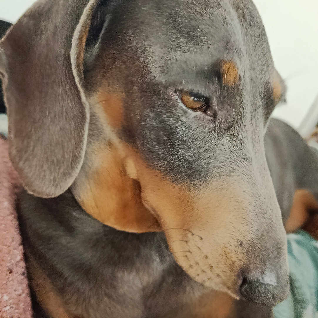 Chaignon a rejoint le concours — aidez-le/la à gagner de superbes lots ! animal, black, blanket, brown, canine, closeup, companion, cozy, cute, dachshund, dog, domestic_animal, ears, fur, indoor, pet, portrait, resting, sleepy, snout