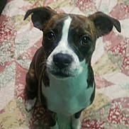 Chella is registered to the contest to win money with this photo: adorable, animal, bedspread, brown, companion, cute, dog, ears, face, floor, fur, indoor, looking_up, patterned, pet, puppy, quilt, sitting, white, young