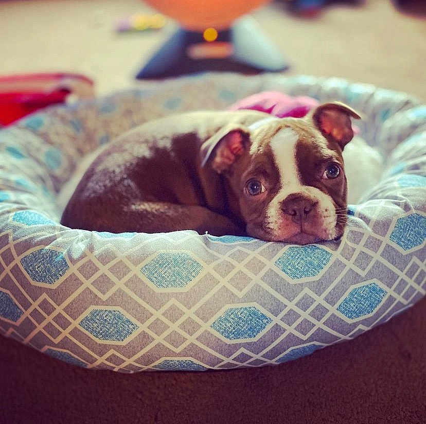 Bruno joined the competition — help win amazing prizes! puppy, dog, pet_bed, resting, cute, brown_and_white, indoor, cozy, patterned_bed, animal, canine, sleepy, young_dog, fur, ears, face, looking, closeup, soft_light, blurred_background