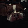Bruno joined the competition — help win amazing prizes! dog, sleeping, close_up, brown, white_stripe, nose, fur, pet, cozy, indoor, resting, snout, animal, relaxed, face, portrait, cute, domestic_animal, companion, calm