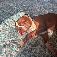 Bruno is registered to the contest to win money with this photo: dog, bed, patterned_bedspread, brown, white, sunlight, indoor, relaxed, pet, canine, collar, paw, lying_down, closeup, comfort, resting, home, animal, fur, sleepy