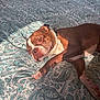 dog, bed, patterned_bedspread, brown, white, sunlight, indoor, relaxed, pet, canine, collar, paw, lying_down, closeup, comfort, resting, home, animal, fur, sleepy