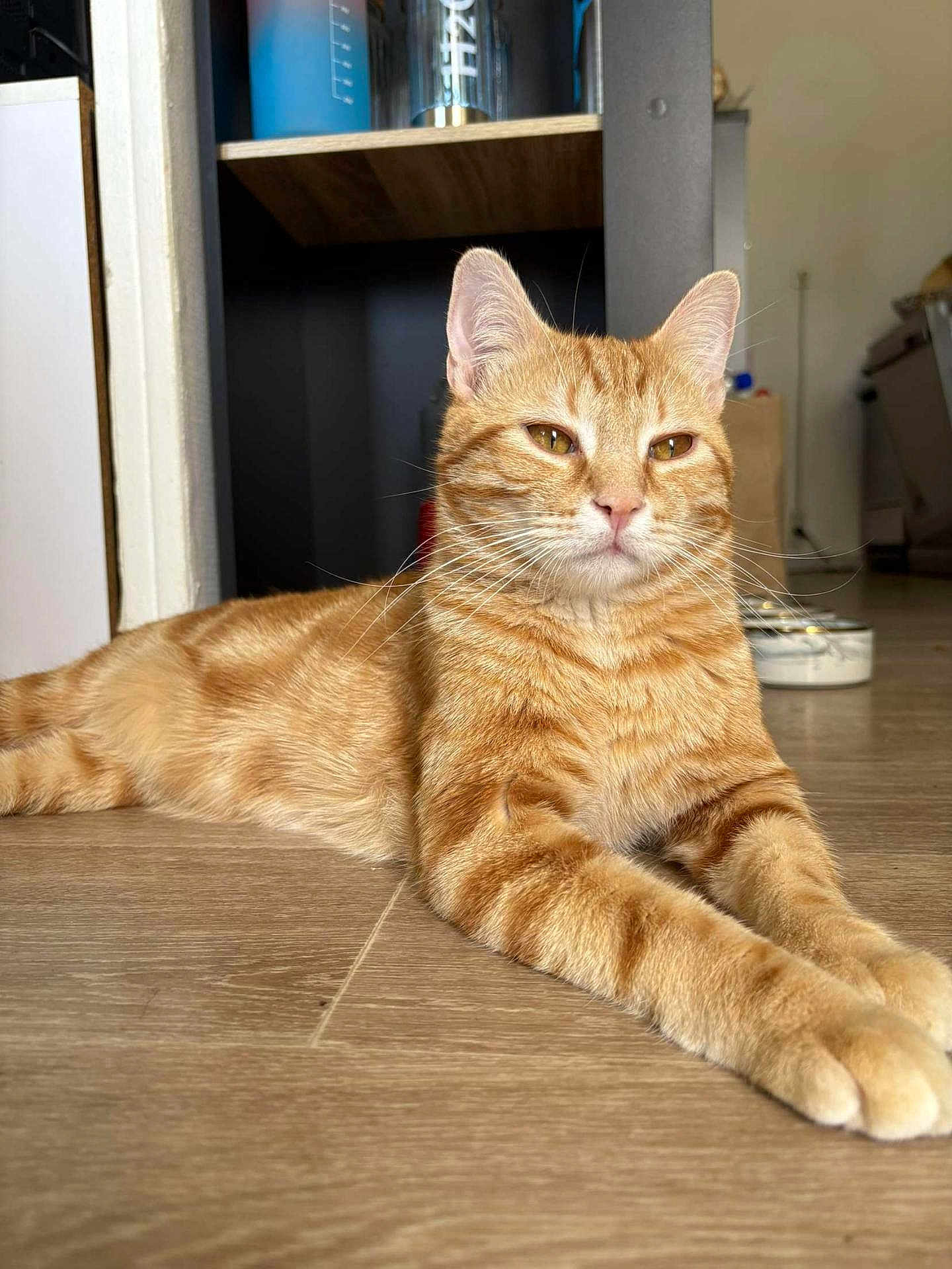 Cooki a rejoint le concours — aidez-le/la à gagner de superbes lots ! cat, ginger_cat, tabby, pet, indoor, floor, wooden_floor, feline, relaxed, lying_down, whiskers, ears, paws, fur, domestic_animal, animal, household, shelf, container, background