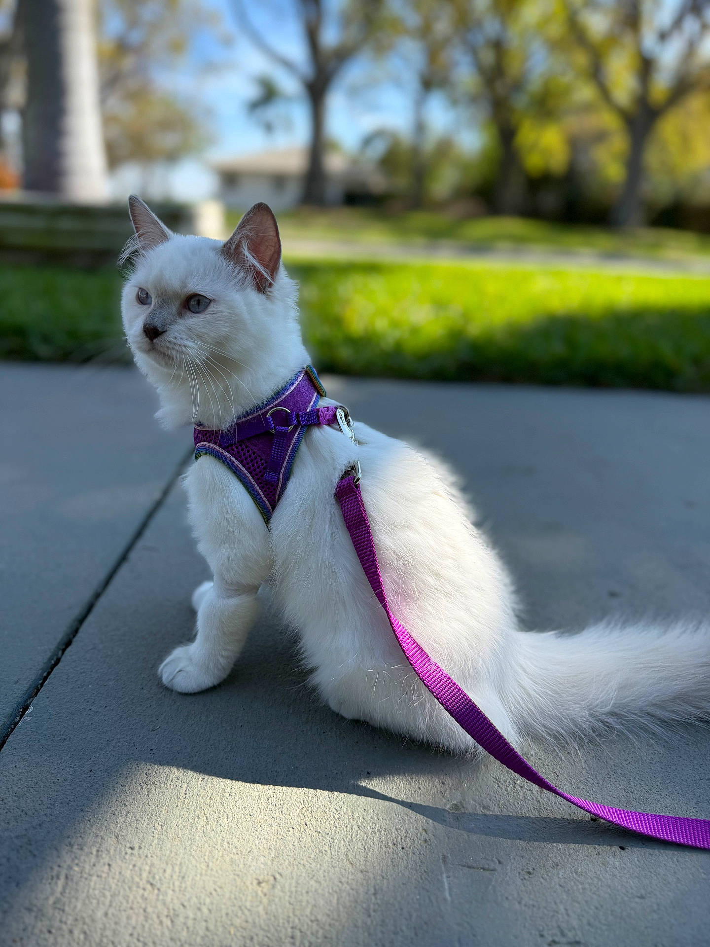 Coco Channel is registered to the contest to win money with this photo: accessories, angora, animal, cat, harness, kitten, leash, manx, pet, siamese, strap