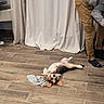 black, brown, canine, chew_stick, curtains, dog, ears, floor, home, indoor, lying_down, pants, person, pet, playful, relaxed, socks, toy, white, wooden_floor
