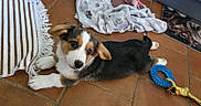 Ernest a rejoint le concours — aidez-le/la à gagner de superbes lots ! blanket, blue_ring, corgi, curious, dog, doormat, ear_flop, indoor, lying_down, paw, paw_print_pattern, pet, playful, puppy, puppy_face, rope_toy, striped_rug, terracotta_tile, tiled_floor, toy