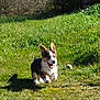 Ernest participe au concours pour gagner de l'argent avec cette photo : dog, corgi, puppy, running, grass, outdoors, happy, tongue_out, ears_up, lawn, small_dog, pet, playful, motion, jumping, shadow, sunny, green, ball, field