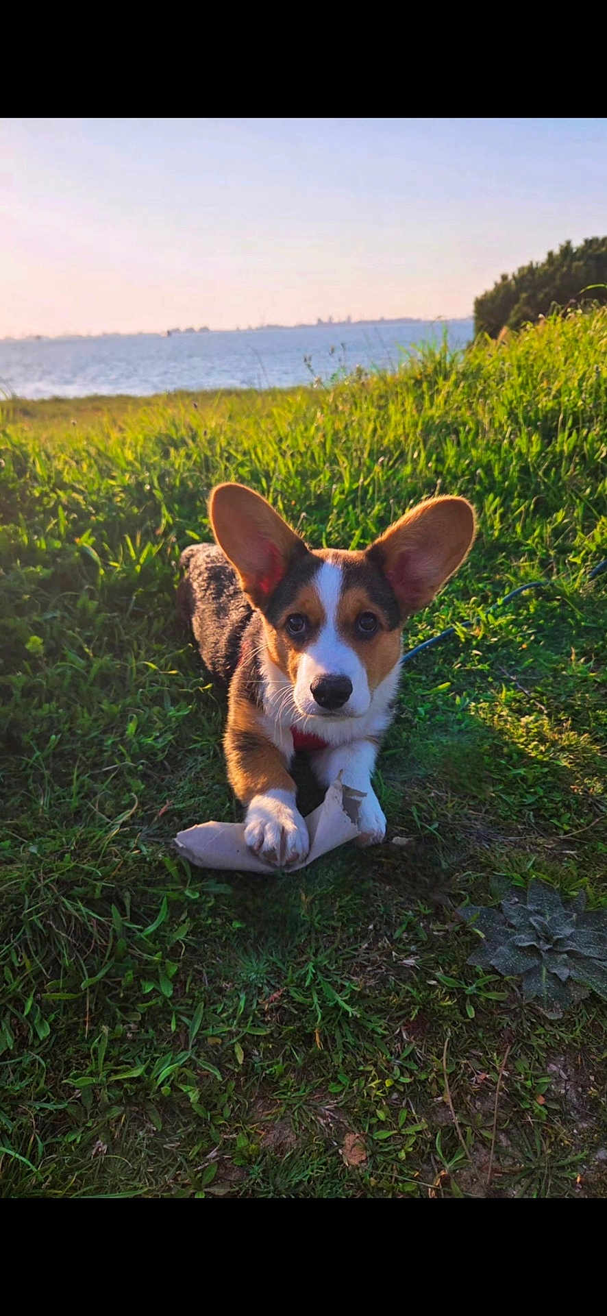 Ernest participe au concours pour gagner de l'argent avec cette photo : dog, corgi, puppy, grass, water, sea, outdoors, large_ears, cute, leash, shoe, chewing, portrait, pet, nature, sunlight, summer, horizon, greenery, playful