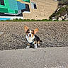 Ernest participe au concours pour gagner de l'argent avec cette photo : animal, clouds, colorful, concrete, corgi, curious, dog, ears, grass, mural, nature, outdoor, pet, puppy, rocky_ground, sitting, sky, small_dog, wall, young