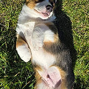Ernest participe au concours pour gagner de l'argent avec cette photo : dog, puppy, corgi, tricolor, grass, outdoor, sunlit, lying_on_back, belly, paws, cute, playful, pet, fur, nose, ears, shadow, green_grass, small_animal, relaxed