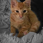 Garfield is registered to the contest to win money with this photo: cat, kitten, orange_tabby, pet, animal, fur, whiskers, ears, eyes, paws, fluffy, blanket, texture, closeup, indoor, cute, young, feline, resting, soft