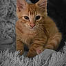 cat, kitten, orange_tabby, pet, animal, fur, whiskers, ears, eyes, paws, fluffy, blanket, texture, closeup, indoor, cute, young, feline, resting, soft