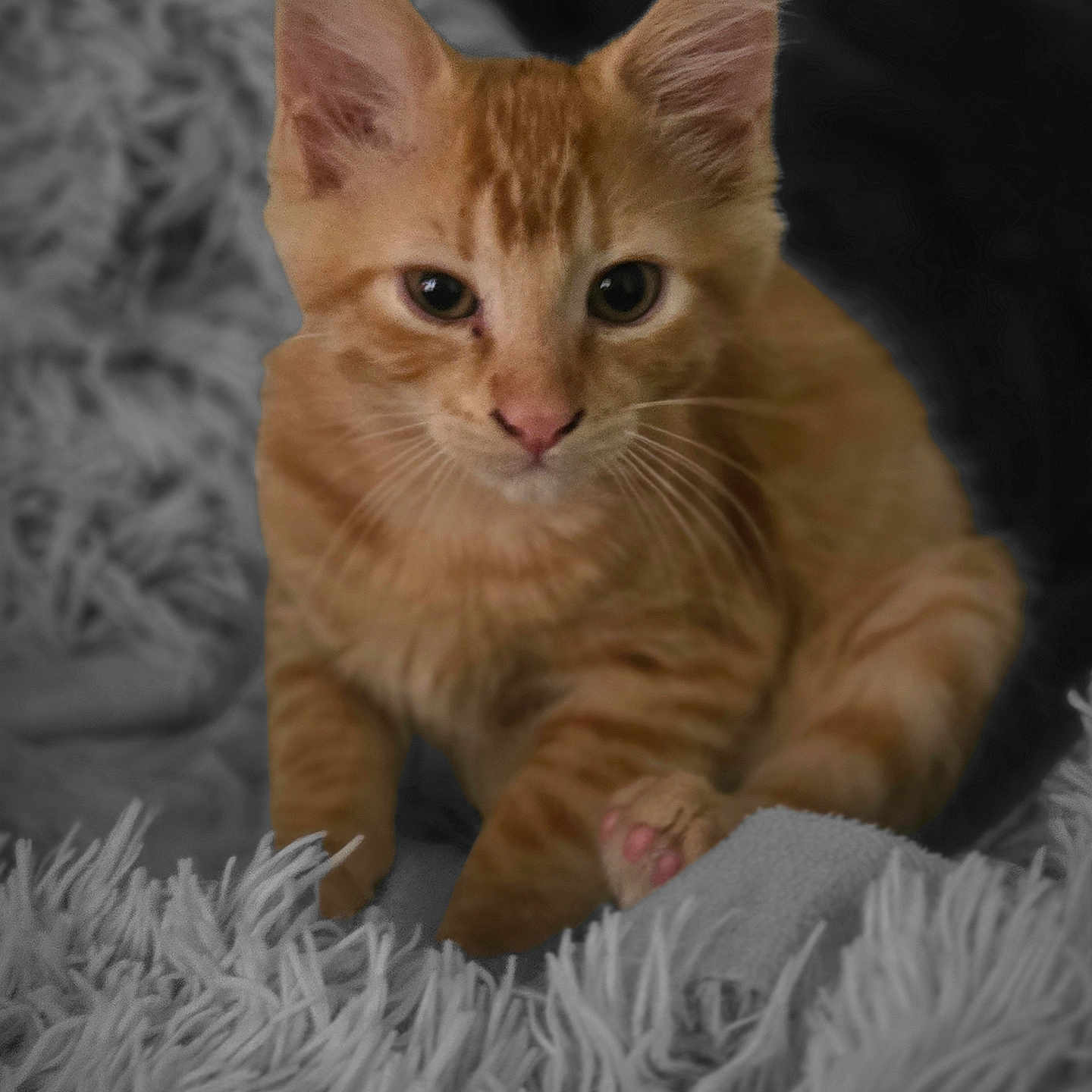 Garfield