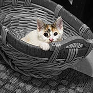 Princess joined the competition — help win amazing prizes! kitten, cat, calico_cat, basket, woven_basket, pet, animal, cute, curious, fur, pink_nose, indoor, floor, texture, black_and_white_background, color_pop, resting, small, young, domestic_animal