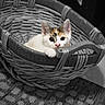 kitten, cat, calico_cat, basket, woven_basket, pet, animal, cute, curious, fur, pink_nose, indoor, floor, texture, black_and_white_background, color_pop, resting, small, young, domestic_animal