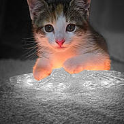 Aria joined the competition — help win amazing prizes! kitten, cat, paw, light, glowing, crystal, curious, animal, pet, cute, feline, portrait, indoor, carpet, orange_light, black_background, whiskers, closeup, young, adorable