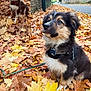 puppy, dog, autumn, fall_leaves, leaves, outdoor, pet, collage, portrait, cute, fluffy, black_fur, brown_fur, white_fur, sitting, harness, leash, sidewalk, nature, animal