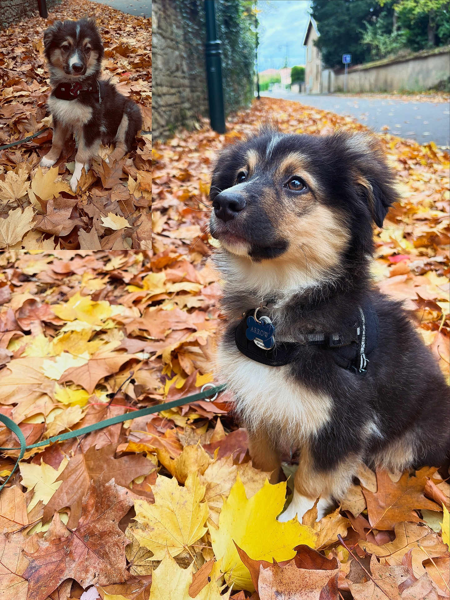 Arrow participe au concours pour gagner de l'argent avec cette photo : puppy, dog, autumn, fall_leaves, leaves, outdoor, pet, collage, portrait, cute, fluffy, black_fur, brown_fur, white_fur, sitting, harness, leash, sidewalk, nature, animal