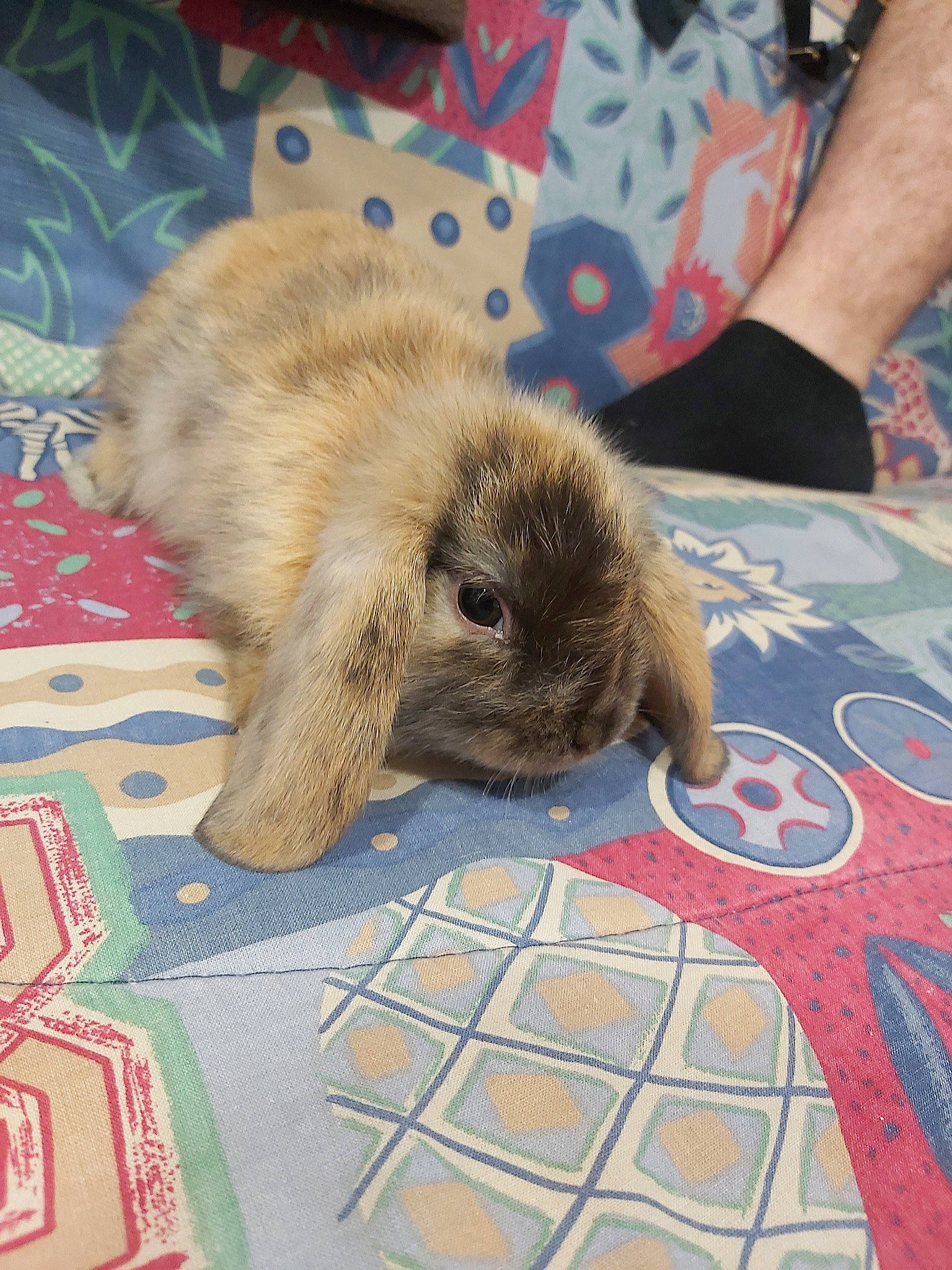 Ralph participe au concours pour gagner de l'argent avec cette photo : child, domestic_rabbit, fawn, hare, rabbit, rabbits_and_hares, skin, whiskers