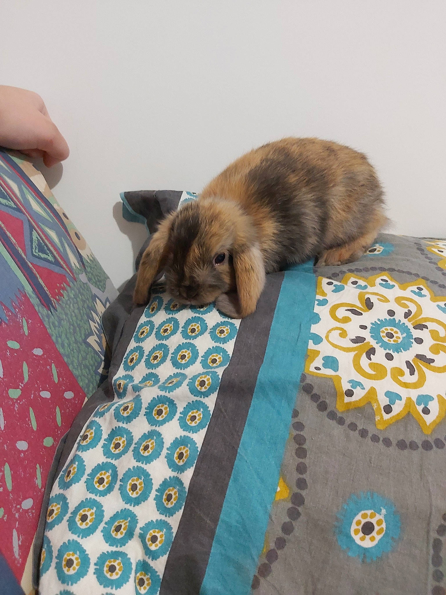 Ralph participe au concours pour gagner de l'argent avec cette photo : bed, bed_sheet, bedding, carnivore, cat, felidae, fur, kitten, linens, quilt, small_to_medium_sized_cats, tail, textile, whiskers