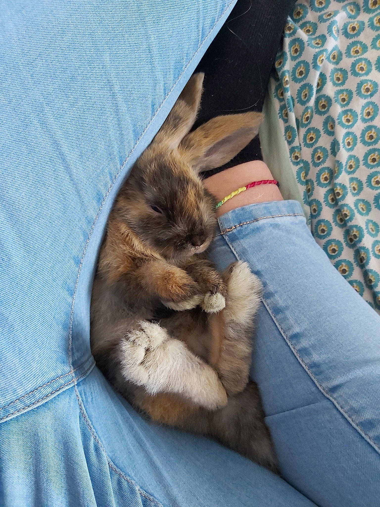 Ralph a rejoint le concours — aidez-le/la à gagner de superbes lots ! carnivore, cat, comfort, ear, felidae, fur, kitten, nap, paw, puppy, skin, sleep, small_to_medium_sized_cats, whiskers