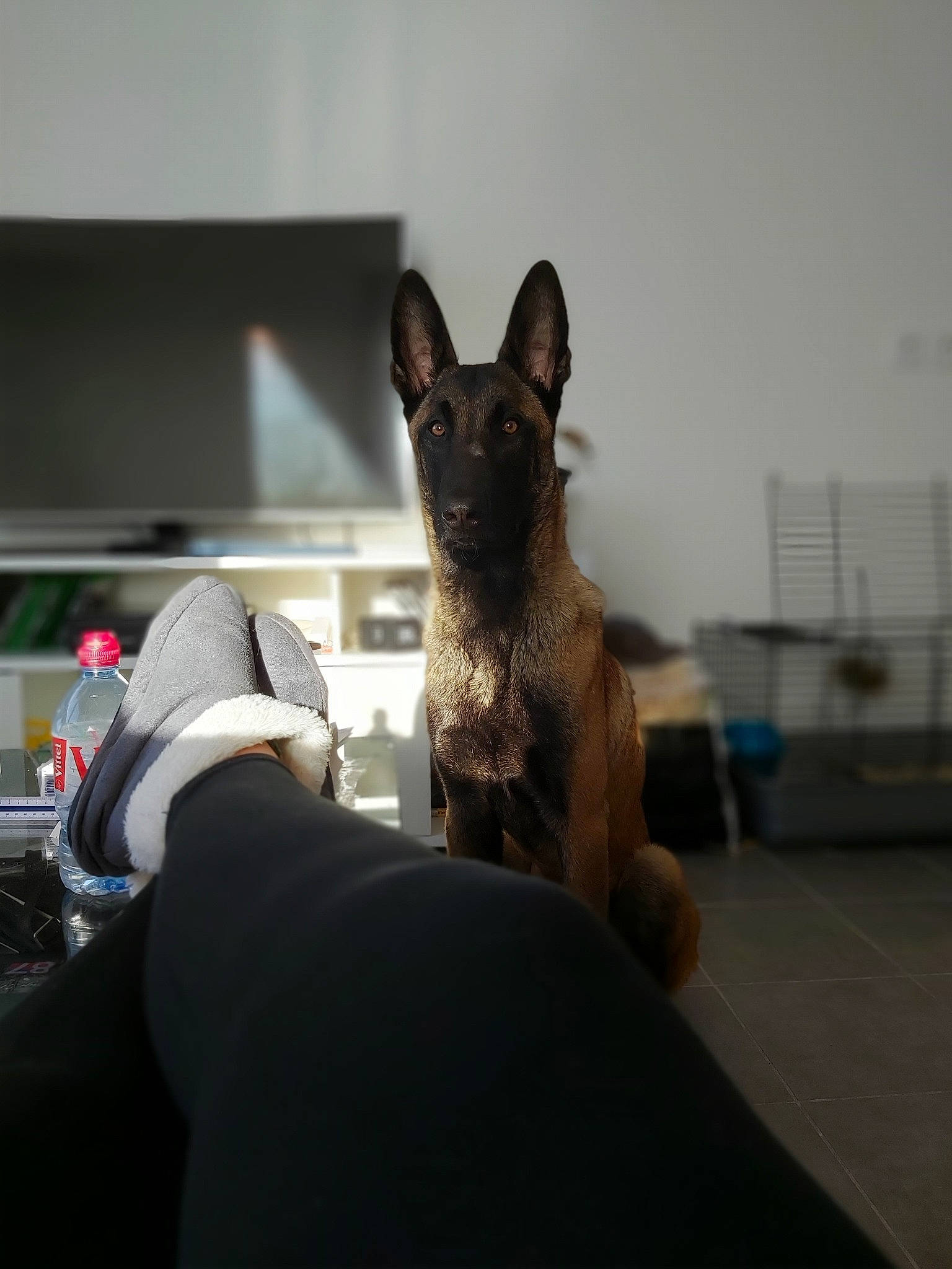 Django participe au concours pour gagner de l'argent avec cette photo : belgian_shepherd, belgian_shepherd_malinois, canidae, carnivore, dog, dog_breed, ear, east_european_shepherd, fawn, german_shepherd_dog, king_shepherd, kunming_wolfdog, mammal, old_german_shepherd_dog, police_dog, shiloh_shepherd_dog, snout, vertebrate, working_dog