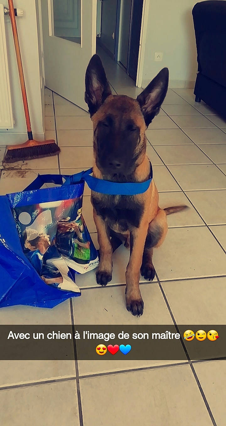 Django participe au concours pour gagner de l'argent avec cette photo : canidae, carnivore, companion_dog, dog, dog_breed, fawn, french_bulldog, mammal, non_sporting_group, police_dog, snout