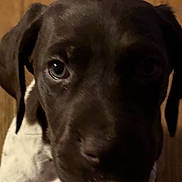 Kobie joined the competition — help win amazing prizes! puppy, dog, close_up, brown, white, spots, wooden_floor, pet, indoor, young, canine, cute, looking_up, fur, animal, domestic_animal, mammal, portrait, floor, background