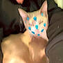 Milo is registered to the contest to win money with this photo: abyssinian, angora, animal, baby, bed, blackcat, bodypart, cat, doll, face, finger, furniture, hand, head, kitten, manx, person, pet, siamese, toy