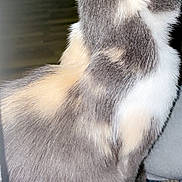Milo joined the competition — help win amazing prizes! abyssinian, animal, bird, bodypart, canine, cat, dog, electronics, finger, hand, hardware, hardwood, husky, kitten, manx, person, pet, siamese, wood, wrist