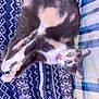 Milo joined the competition — help win amazing prizes! abyssinian, animal, bed, bedroom, blanket, cat, couch, cushion, formalwear, furniture, homedecor, indoors, kitten, manx, person, pet, purple, quilt, siamese, sleeping