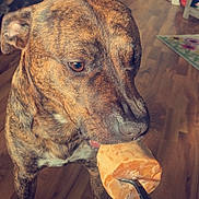 Max joined the competition — help win amazing prizes! animal, bodypart, bread, canine, chair, couch, cutlery, dog, finger, food, furniture, hand, hardwood, hound, indoors, interiordesign, person, pet, plywood, wood