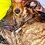 Max joined the competition — help win amazing prizes! animal, baby, ball, beagle, boxer, bulldog, canine, chihuahua, couch, dog, frenchbulldog, furniture, hound, person, pet, pitbull, puppy, sleeping, sport, tennis