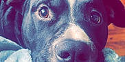 Uzi is registered to the contest to win money with this photo: animal, ball, blanket, boxer, bulldog, canine, dog, face, head, hound, person, pet, photography, pitbull, portrait, puppy, sport, tennis, tennisball, towel