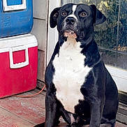 Uzi is registered to the contest to win money with this photo: animal, architecture, bostonbull, boxer, building, bulldog, canine, dog, door, greatdane, hound, labradorretriever, outdoors, pet, pitbull, pointer, puppy, shelter, snout, window
