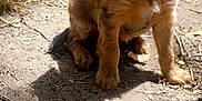 Otis joined the competition — help win amazing prizes! airedale, animal, canine, cockerspaniel, dog, flagstone, goldenretriever, grass, hound, papillon, path, pet, plant, poodle, puppy, rock, slate, soil, terrier, walkway