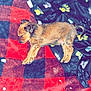 Otis is registered to the contest to win money with this photo: animal, baby, blanket, canine, cockerspaniel, cushion, dog, face, furniture, head, homedecor, hound, linen, person, pet, puppy, quilt, sleeping, tablecloth, terrier