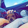 Otis is registered to the contest to win money with this photo: accessories, animal, baby, belt, canine, car, cushion, dog, face, head, homedecor, hound, person, pet, photography, portrait, puppy, sunglasses, transportation, vehicle