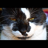 Tazz participe au concours pour gagner de l'argent avec cette photo : cat, close_up, black_and_white, fur, whiskers, yellow_eyes, pet, animal, face, portrait, domestic_cat, mammal, feline, cute, indoor, looking, soft_light, calm, expression, closeup