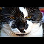 cat, close_up, black_and_white, fur, whiskers, yellow_eyes, pet, animal, face, portrait, domestic_cat, mammal, feline, cute, indoor, looking, soft_light, calm, expression, closeup