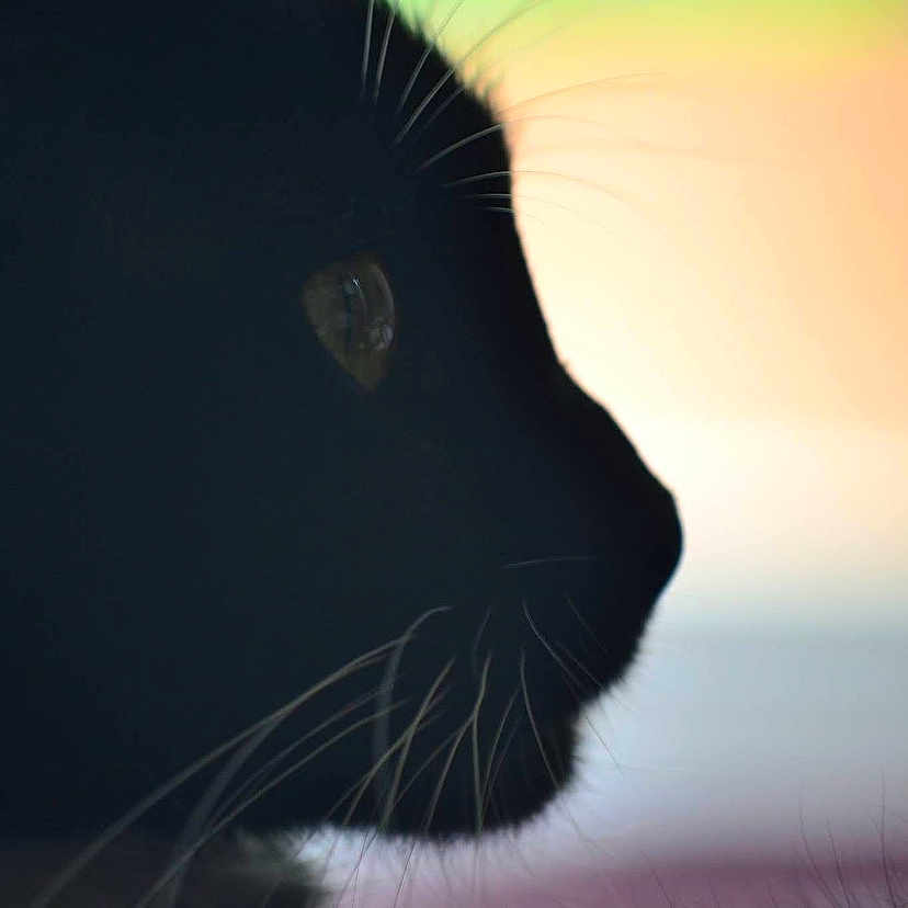 Boudzan a rejoint le concours — aidez-le/la à gagner de superbes lots ! animal, background_blur, black_cat, cat, closeup, cute, dark, domestic_animal, eye, feline, gradient_background, indoor, mammal, nature, pet, portrait, profile, silhouette, soft_focus, whiskers