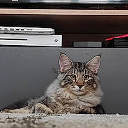 Wilson participe au concours pour gagner de l'argent avec cette photo : cat, tabby, fluffy, carpet, indoor, entertainment_unit, television, gaming_console, xbox, modern, furniture, pets, animal, relaxed, lying_down, ears, eyes, home, living_room, domestic_cat