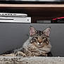 cat, tabby, fluffy, carpet, indoor, entertainment_unit, television, gaming_console, xbox, modern, furniture, pets, animal, relaxed, lying_down, ears, eyes, home, living_room, domestic_cat