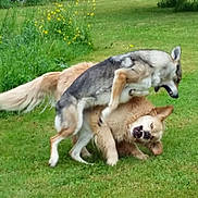 Glasgo. Funny a rejoint le concours — aidez-le/la à gagner de superbes lots ! dog, dogs, playing, wrestling, grass, greenery, outdoor, nature, tree, trailer, golden_dog, gray_dog, animal, pets, grass_field, yellow_flowers, canine, fur, playful, summer