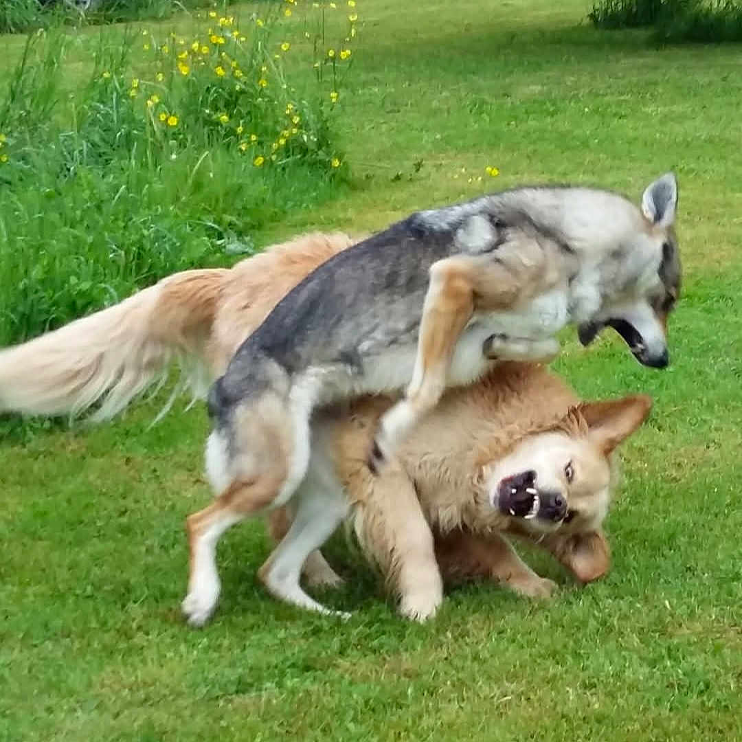 Glasgo. Funny a rejoint le concours — aidez-le/la à gagner de superbes lots ! dog, dogs, playing, wrestling, grass, greenery, outdoor, nature, tree, trailer, golden_dog, gray_dog, animal, pets, grass_field, yellow_flowers, canine, fur, playful, summer