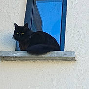 Onix participe au concours pour gagner de l'argent avec cette photo : black_cat, cat, feline, fluffy, longhaired, green_eyes, yellow_eyes, sitting, windowsill, window, blue_frame, building_exterior, white_wall, outdoor, portrait, pet, animal, fur, tail, looking_at_camera