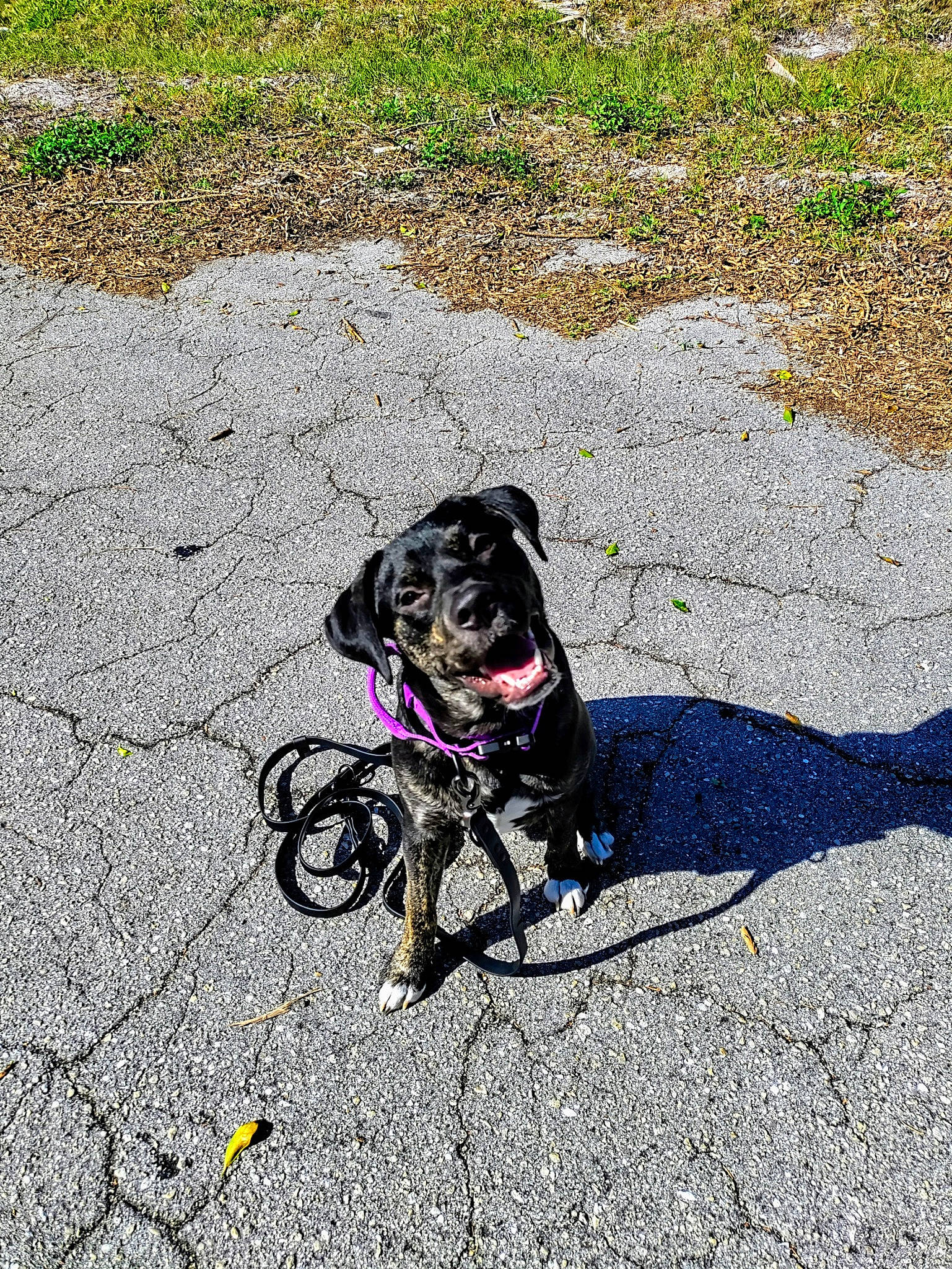 Slurpee is registered to the contest to win money with this photo: asphalt, carnivore, collar, companion_dog, dog, dog_breed, dog_collar, fashion_accessory, grass, leash, pet_supply, plant, road_surface, shadow, sidewalk, snout, soil, sporting_group, tar, working_animal