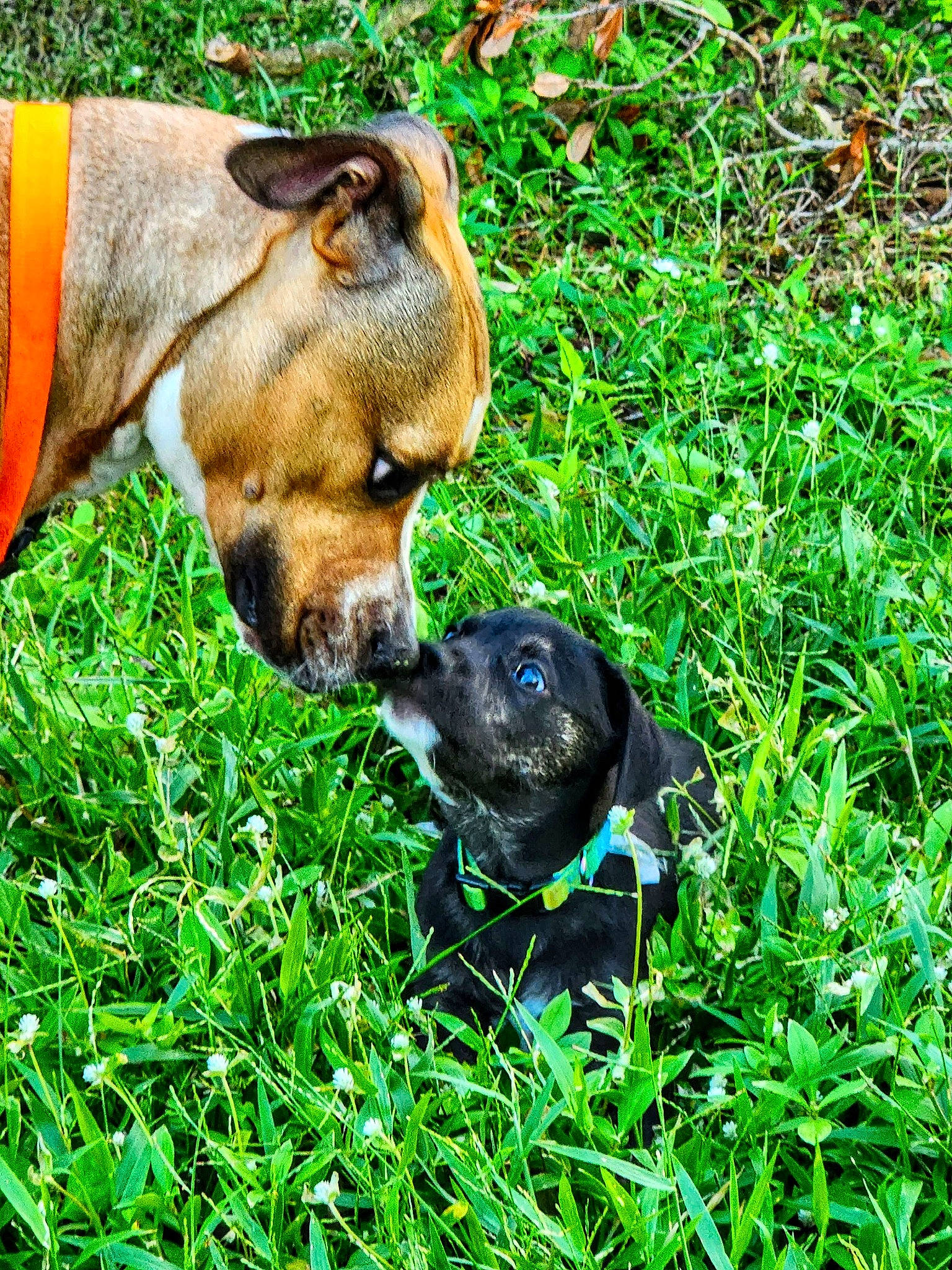 Slurpee joined the competition — help win amazing prizes! canidae, carnivore, companion_dog, dog, dog_breed, fawn, grass, groundcover, guard_dog, hound, hunting_dog, liver, paw, plant, puppy, snout, sporting_group, terrestrial_animal, working_animal, working_dog