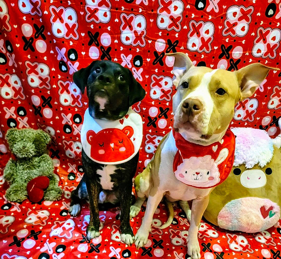 Slurpee joined the competition — help win amazing prizes! canidae, carnivore, circle, collar, companion_dog, dog, dog_breed, dog_collar, dog_supply, fawn, grass, pattern, paw, pet_food, pet_supply, plant, snout, sporting_group, toy_dog, working_animal